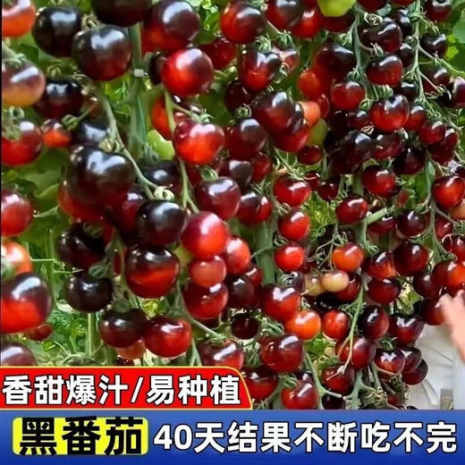 Black Tomato Seeds, Waterfall Tomatoes, Black Pearl Tomatoes, Small Tomato Seeds, Potted Cherry Tomato Fruit Seeds, Black Falls Cherry Tomato Seeds/pack, about 200 capsules, 1 pack
