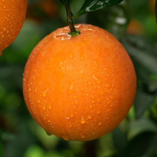 京鲜生 江西赣南脐橙 净重4.5斤装 单果150g起 生鲜水果 源头直发包邮