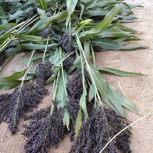 Sweet millet seeds, sorghum stalks, small sugarcane fruit seeds from the north and south, sown in spring, summer and autumn, sweet and juicy, authentic black sweet millet seeds, 402 capsules