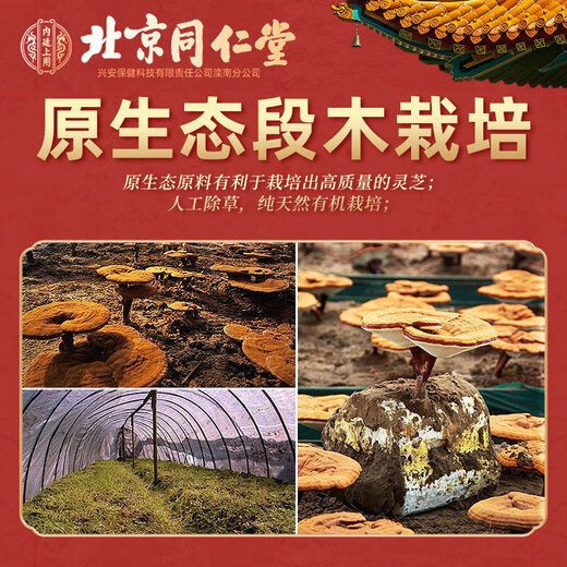 Tongrentang Organic Ganoderma lucidum Спора масла мягкая капсула фестиваль фестиваля фестиваля Dragon Festival Festival Spore Порошок улучшает продукты для здоровья питания для иммунитета [60 Crane] купить 2 бесплатную подарочную коробку с порошком спор | Купить 5 бесплатно 1 коробку той же модели