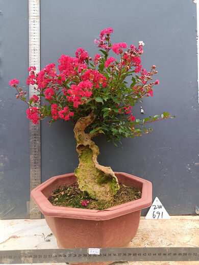 Hermosa fruta casada Flor roja Cruciferum ¡Pila antiguo Bonsai Red Rocket cien días Balcón Rojo Balcón Jardín Flor Flora de injerto Flor roja 679 bien con planta en maceta