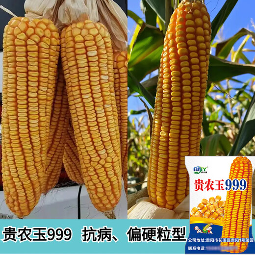 稻玉丰农业贵农玉999大棒品质好白轴籽粒深偏硬粒型优质玉米种子 贵农玉999玉米种子     5袋 4斤装/袋