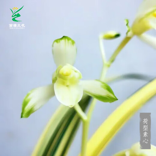 Wengyuan Orchid Jianlan Hetianxia Yehua Double Art Lotus-shaped Plain Heart Ceiling High-grade Xiangyi Precious Resource Grass Hetianxia 2 Seedlings Large and Strong Seedlings Bloom in the Year