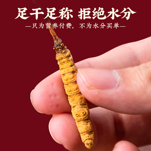 Tongfu Cordyceps Sinensis 3 корни/G 5G 15 подарочная коробка корней, питательные пищевые добавки, подарки для старейшин
