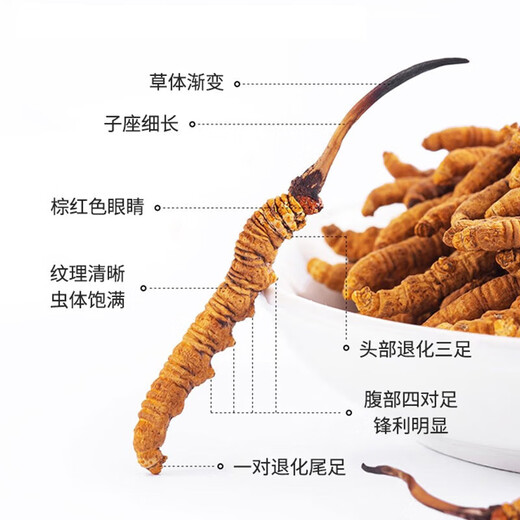雷允上冬虫夏草 干货虫草手工精选送礼送长辈礼物滋补品 【自用款】虫草1g(约3~5根)