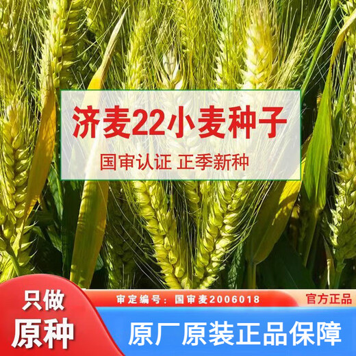 Nationally approved Jimai 22 wheat seeds, strong gluten field winter wheat seeds, high yield, dwarf stalks, lodging resistance and large panicle original species. Jimai 22 wheat original species 2Jin Jin is equal to 0.5 kg. Breed by the Academy of Agricultural Sciences