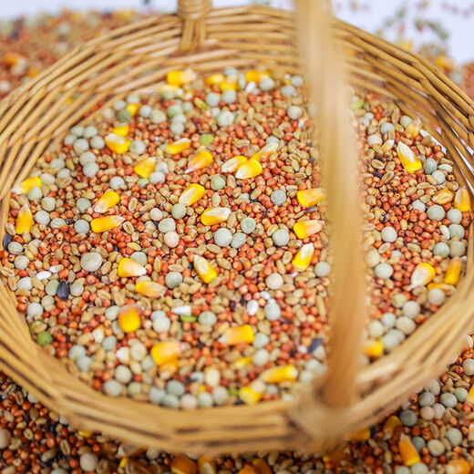 New pigeon food nutrition contains corn 10kg bird food homing pigeon white adult young pigeon ornamental pigeon corn-free pigeon food 20Jin Jin is equal to 0.5 kg