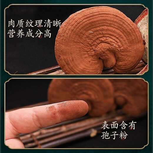 Caerqi black Ganoderma authentic Yunnan deep mountain wild Ganoderma whole flower with Ganoderma spore powder Ganoderma dry goods soaked in wine and tea Whole Ganoderma Ganoderma spore powder Ganoderma lucidum 500g Family version