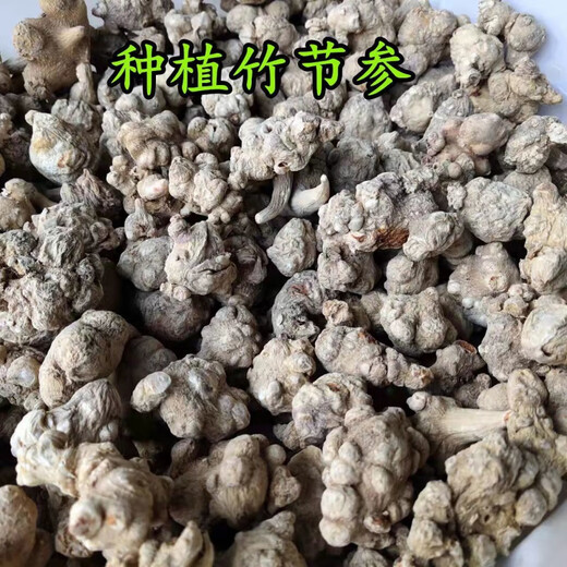 Beijing Tongrentang Bambú salvaje Ginseng Bambú Pintura de montaña Bambú Siete Bambú Panax Notoginseng Arhat Panax Notoginseng Medicina de hierbas chinas Bai San Wild Bamboo Ginseng 50G