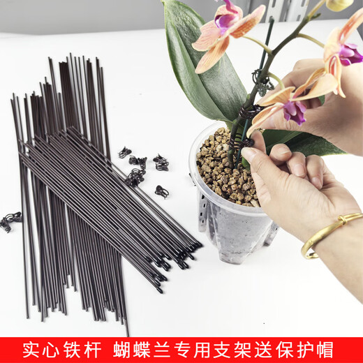 
Phalaenopsis special bracket orchid fixing clip protective cap plant fixing branch device plastic flower frame support rod [diameter 3mm] Phalaenopsis support rod 40cm long 10 rods + 10 protective caps + 20 clips