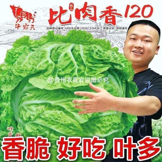 38 Jin Jin is equal to 0.5 kg. Overwintering Chinese cabbage seeds Shandong Chinese cabbage seeds. Chinese cabbage seeds are disease-resistant and high-yielding. Leafy cabbage. Original 2 packs (about 2000 grains) + Songpin. 38 Jin Jin is equal to 0.5 kg. Winter storage Chinese cabbage seeds.
