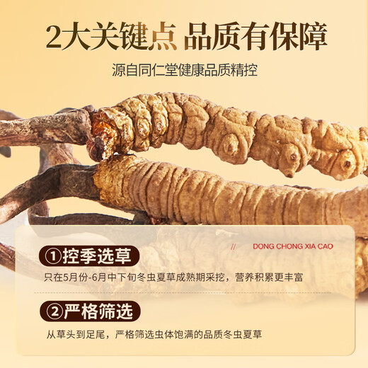 同仁堂品牌 北京同仁堂 冬虫夏草虫草约3根/g礼盒高端营养礼品送礼长辈 1盒 25g 【福满礼盒】约75根 约3根/克