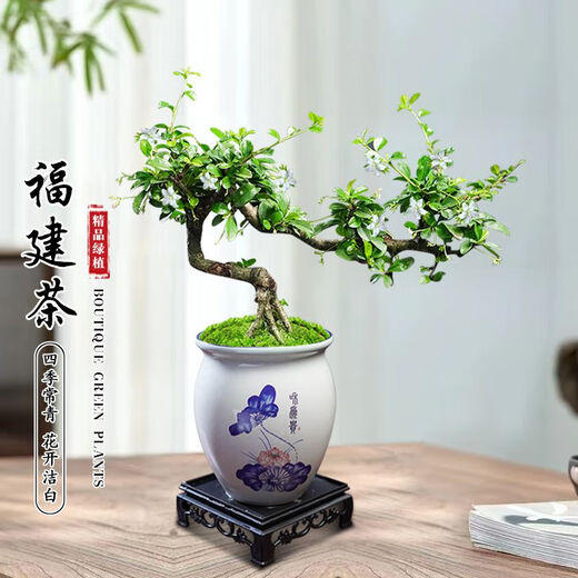 Fujian Tea Posse Plant Floating Branches Green Plantes intérieures Plante de pot Falai