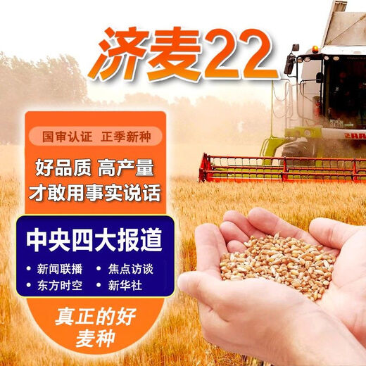 Nationally approved Jimai 22 wheat seeds, strong gluten field winter wheat seeds, high yield, dwarf stalks, lodging resistance and large panicle original species. Jimai 22 wheat original species 2Jin Jin is equal to 0.5 kg. Breed by the Academy of Agricultural Sciences