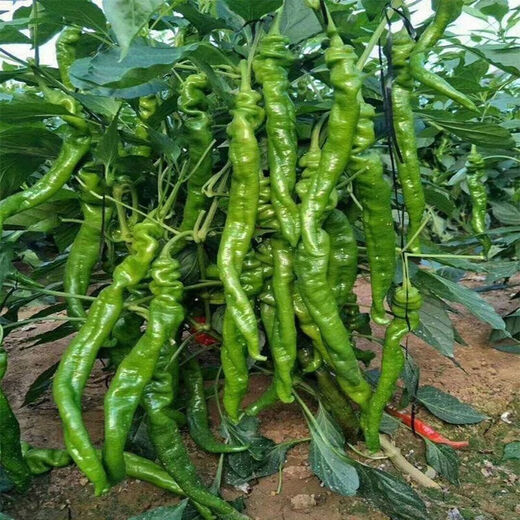 Spicy Spicy Pepper Seeds, Golden Spicy Green Peppers, Pig Intestine Chili Seeds, Potted Vegetable Seeds for Garden Fields and Balconies, Spicy Spicy Peppers, Early Mature Large Fruits, About 500 Capsules, 5 Packs
