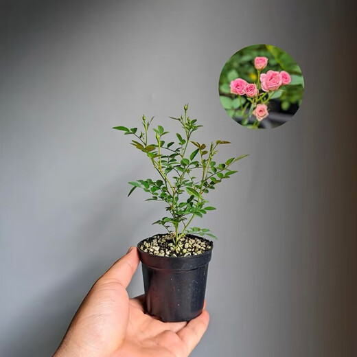 Green Silk Ribbon Super Micro Rose Mini Rose Potted Flowers Four Seasons Blooming Multi-headed and Cold-resistant Balcony Courtyard Indoor Green Plant Flowers Super Micro Rose Seedlings Original Pot Soil 1 Pot