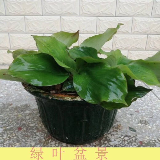 Fresh ginger seeds with high survival rate for planting 500g