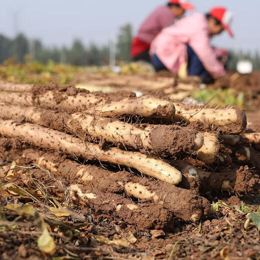 Fennuo authentic iron bar yam, Huai yam, no additives, Xiaobaizui authentic loin soil iron bar fresh vegetables, iron bar yam 500g with box (15cm-30cm)