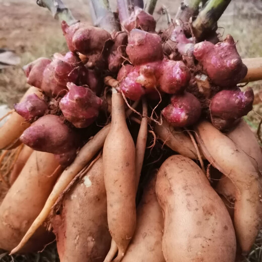 Yunnan Snow Lotus Seedlings Seedlings Seed Planting Fruit Seeds Bulb Seedlings Yellow Heart Fresh Base High Yield Soil 2Jin Jin is equal to 0.5kg (divided into 8 to 15 plants for planting)