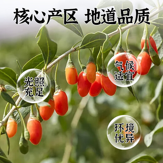 Gong Xiaozhu Red Wolfberry First new product Ningxia Zhongning free wolfberry tea nourishing and soaking in water canned herbal tea 130g