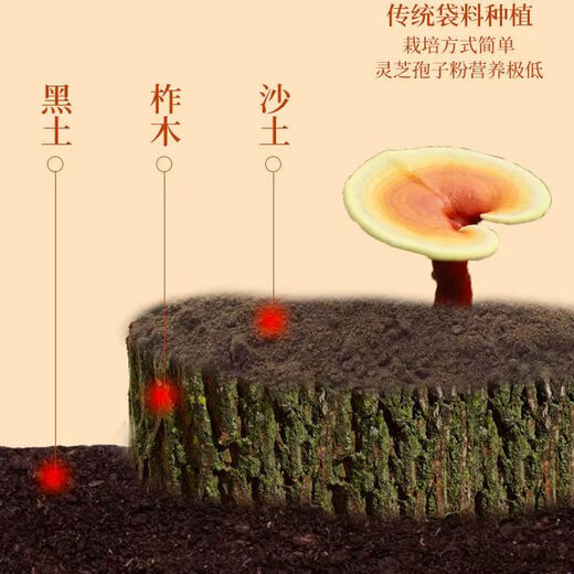 Changbaishan Zifengtang Broken Wall Ganoderma Lucidum Spore Powder Box Juego de regalos Auténtico Changbaishan Ganoderma Lucidum Polvo Auténtica Mejora Inmunidad 5 Cajas [Medicine Pack]