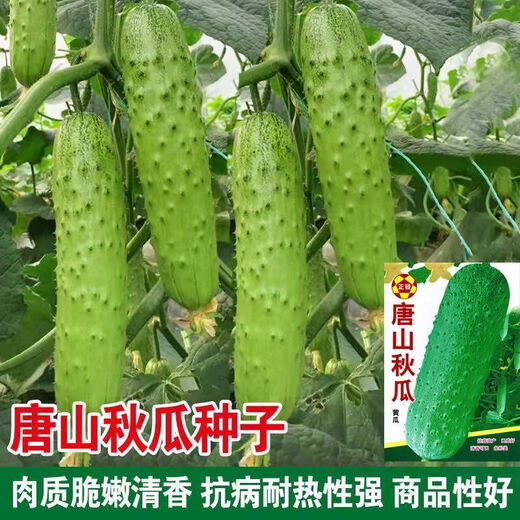 Tangshan Autumn Melon Seeds Fruit Cucumber Flower Melon Balcony Potted Plants for Four Seasons Field Use High-yielding Cucumber Vegetable Seeds Tangshan Autumn Melon Seeds Selection Two Packs About 100