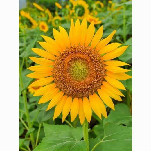 Large edible sunflower seeds melon seeds large plump sunflower seeds edible sunflower seeds promotion buy 1 get 1 free 2 packs 52 capsules