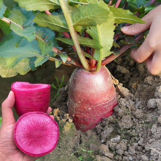 
[3341 pieces in 30 days] Pineapple fruit radish seeds raw Purple beauty radish Rouge radish seeds Summer four Premium original [1098 pieces] Five packs Fruit-type pineapple radish seeds (new seeds this year)