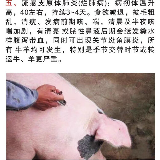 Mucan Veterinary Medicine for pigs, cattle and sheep cough and asthma medicine, special treatment for mutated contagious pleural meningopneumonia and lung disease, severe cough and asthma medicine (5 sets)