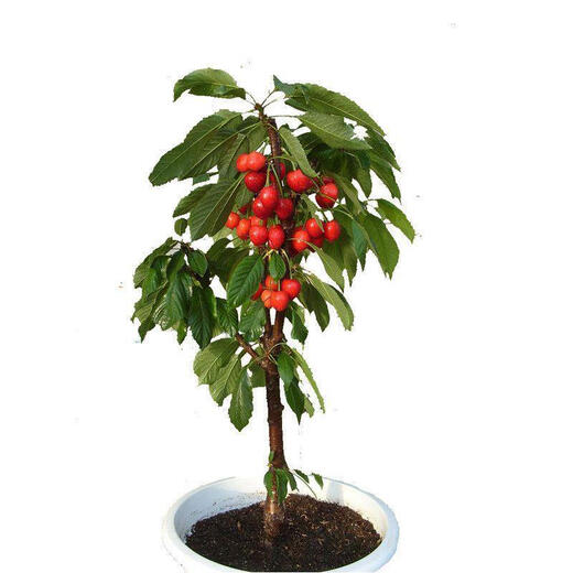 Yimi bamboo cherry saplings are planted in the south and north, grafted dwarf cherry trees, garden cherry saplings bear fruit in the current year, and the 8-year-old seedling package survives. Remarks varieties