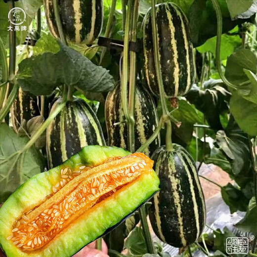 Dayu Boyang No. 9 melon seed seedlings, honeydew melon, eight-mile crisp melon seeds, old varieties, authentic Boyang No. 9 melon seeds, 500 cantaloupe seeds