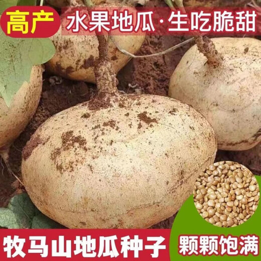 Muma Mountain Sweet Potato Seeds, White Sweet Potato Seeds, Cold Potato Seeds, Muma Mountain Sweet Potato Seeds, Selected Grains, 5 Packs, About 250 Tablets