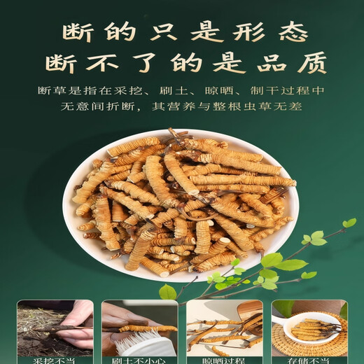 【支持质检】10克大断草正宗冬虫夏草断草虫草断草自食滋补 虫草 20克装送两克发22克