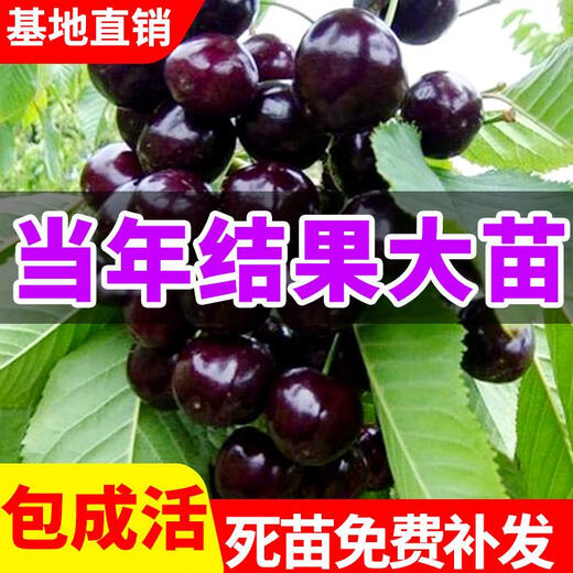 Yimi bamboo cherry saplings are planted in the south and north, grafted dwarf cherry trees, garden cherry saplings bear fruit in the current year, and the 8-year-old seedling package survives. Remarks varieties