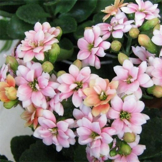 Double-petal longevity flower seeds, novice flower seeds, flower seeds, germination high package, version 1, 19 mixed colors, 50 capsules