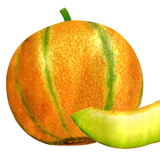 Long-cultivation Qiligan Xinjiang Laohan Melon Seeds Super Sweet Hami Melon Seeds Spring and Autumn Only Suitable for Northwest Specialty Fruit Seeds (10g x 2 Packs) Qiligan Musk Melon Seeds (Thick Skin)