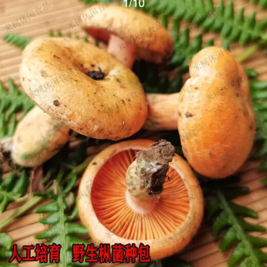 食怀松树菌野生乌枞菌黄枞菌菌种子菌包居家培植松树菌菌种家种枞树菌 精品优质乌枞菌种【出菇】 1289克【长菌十次】山林农田专属