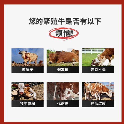 5% Cow Premix Dabeinong Core Technology Estrus Breeding Nutritional Lactation Prevention Postpartum Paralysis Buy 10 Get 1 Free Get 11 Packs