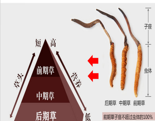 雄风道藏区雪域冬虫夏草 2根/克正宗虫草无断草礼盒装10根起拍