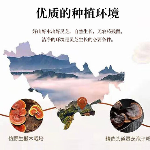 
Nanjing Tongrentang Lejia Laoshop FOO broken wall Ganoderma lucidum spore powder Broken wall spore powder One box
