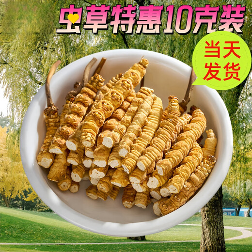 
Authentic Xinazang Qu Cordyceps sinensis broken grass Cordyceps sinensis broken grass self-eating gift nourishing health 10 grams special package Authentic Nagqu Broken Cordyceps sinensis 10 grams special package