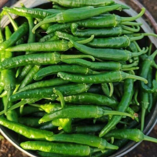 Authentic camphor tree pepper seeds, camphor tree pepper seeds, new pepper seeds, sown in spring and autumn, Zhangshu Harbor courtyard small collection, new seeds, about 608 capsules/