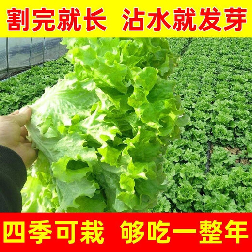 意大利生菜奶油玻璃生菜种子生吃耐寒耐热 意大利耐抽薹生菜新种子 全年可种植 高芽率2包3899粒
