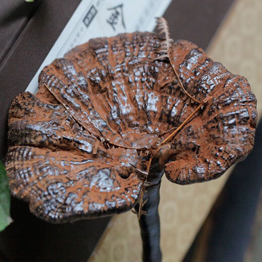 Fat Donglai's same style wild Ganoderma lucidum, pure natural purple Ganoderma lucidum, wild L-grown deep mountain natural non-bitter pruned branch with spore powder 500g whole Ganoderma lucidum 3-4 pcs