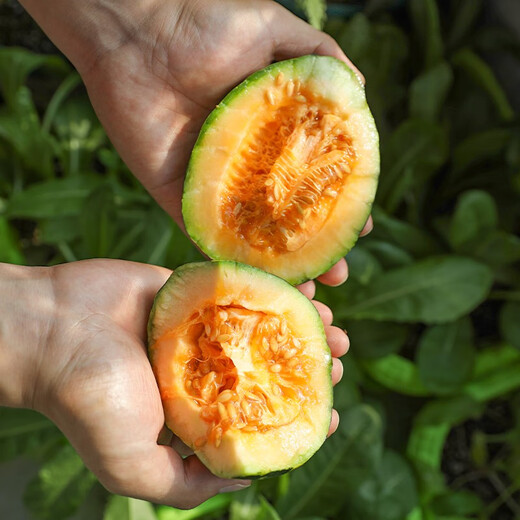 Beishu melon seeds, emerald rock sugar seeds, croissant honey, white sand honey, spring melon seeds, Beishu sweet tooth rock sugar melon seeds, about 60 pieces, 5 bags