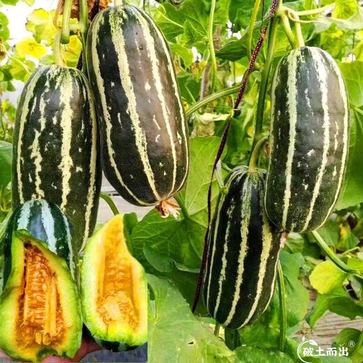Dayu Boyang No. 9 melon seed seedlings, honeydew melon, eight-mile crisp melon seeds, old varieties, authentic Boyang No. 9 melon seeds, 500 cantaloupe seeds