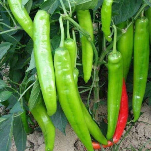 Spicy pepper seeds, golden screw green pepper, pig intestine pepper seeds, garden field balcony potted vegetable seeds, new horn pepper, slightly spicy, about 300 capsules 1 pack