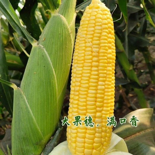 Sweet and crispy fruit corn, sweet and sticky corn, four big sticks, eaten raw in early seasons and grown in the field. Sweet and crispy fruit corn seeds. Sweet and crispy fruit corn seeds, original 5 packs of 200 grains.