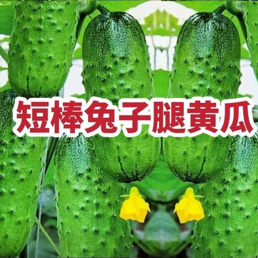 Rabbit leg fruit type authentic fruit cucumber short stick melon seeds field yard sowing early maturity in spring and autumn carefully selected 2 packs of about 100 seeds