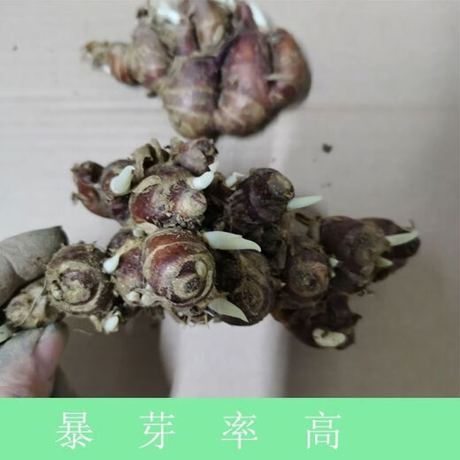 Fresh ginger seeds with high survival rate for planting 500g